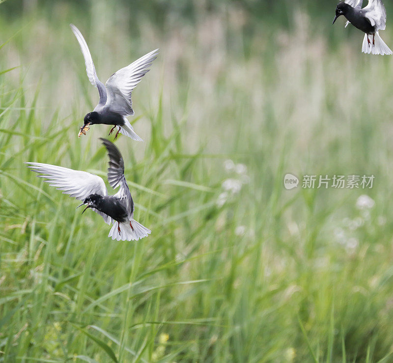 黑燕鸥(Chlidonias niger)筑巢行为